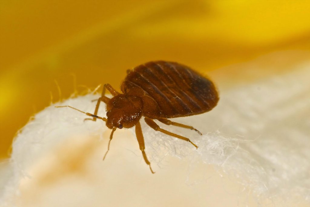 Home Bed Bug Control