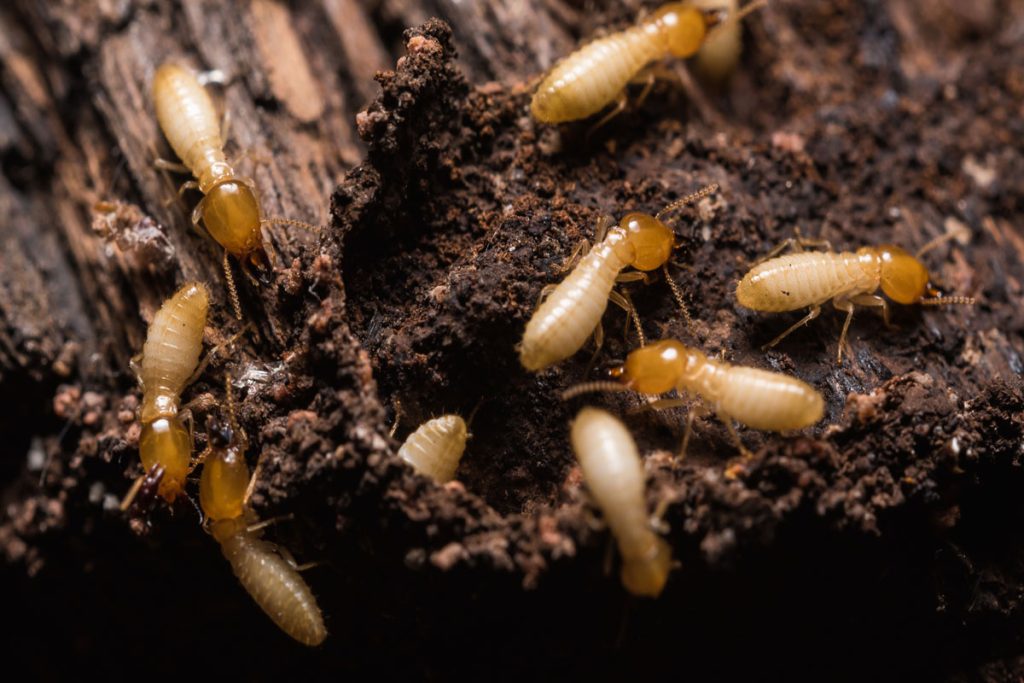 Home Termite Control
